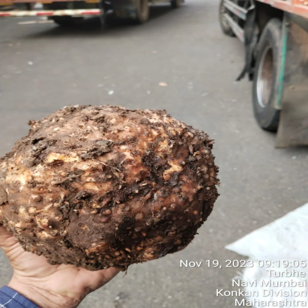 Wholesale Brown A Grade Elephant Yam Suran – UAE